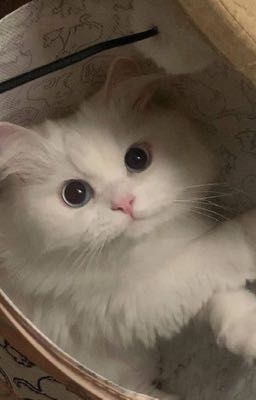 LCK | kế bên