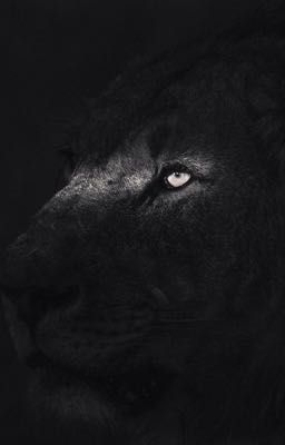 [LESTAPPEN] Mon Petit Lion