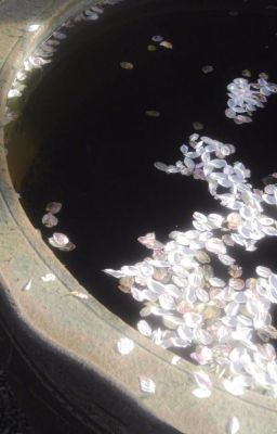 | Liễu Tùy Phong X Lý Trầm Chu | Hoa trong gương, trăng dưới nước