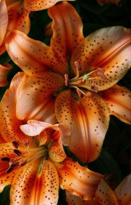 Lilium lancifolium