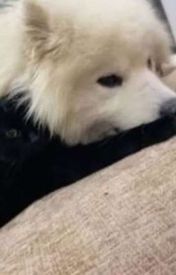 Linh Miêu (Sói Mèo)