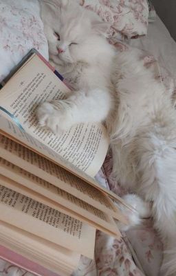 Louyul | Mèo Dỗi