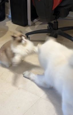 lovetape ⊹ ࣪ ˖ clearable