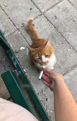 【 Lucid - Perfect 】-  Răng khôn