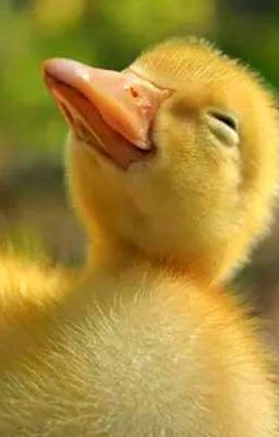 Lucky Ducky #PlanetorPlastic
