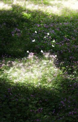 Marhoon | Wildflower