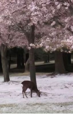 marhoonkeon; tình đầu.