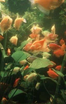 [marisfish] ; in the room