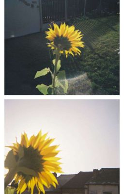 masonb; yếu mềm của em