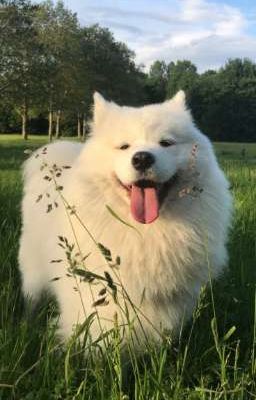 MasterdSol • Ngược gió