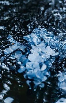 Màu Của Im Lặng 