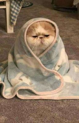 Mẹ Kế Si Tình Của Viên Nhất Kỳ |Hắc Miêu|