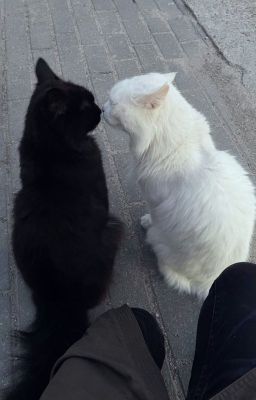 mèo hoang (lyhansara)