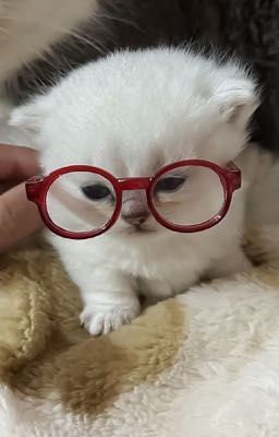 mèo và bánh dâu tây /allhanwool and weakheroclass/