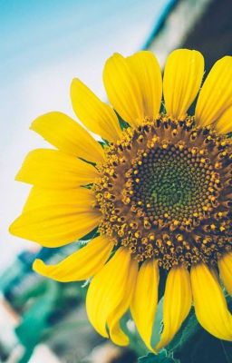 Mình học được gì từ sách - Những trích dẫn ấn tượng