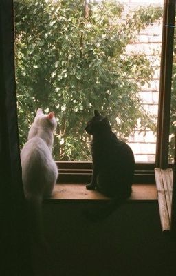 [Minmi] Áng văn vấn vương