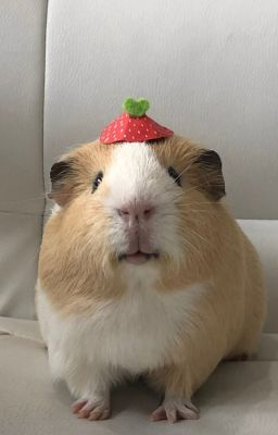 [moheetoz] dỗ