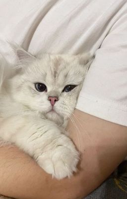 [ myungnyangz | abo | oneshot smut ] when the night down