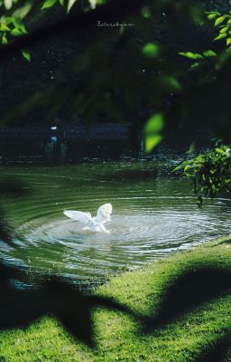 nắng hoa niên || Đỗ Nam Sơn - Dillan Hoàng Phan || DillanSơn