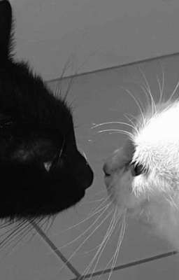 /Ngocvu/Nhà có ba em mèo