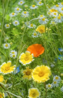 người anh thương❤️