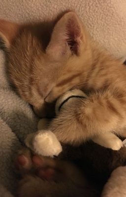 Nhã huy | Lại làm sao?