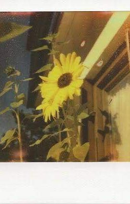 nhã tít | họa và thoại