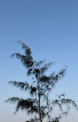 Nhật kí be bé