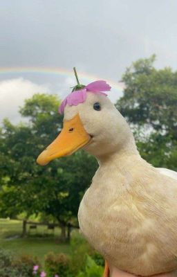 |NhaTit| Khi đời cho bạn con ngỗng