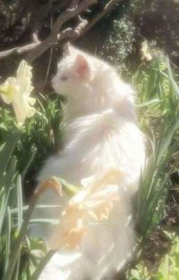 |npn x dtđ| Chờ Đợi