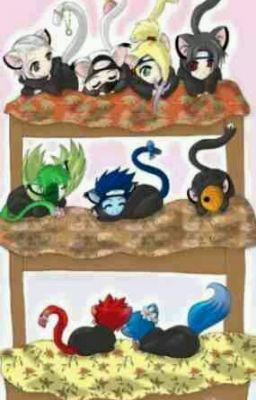 Odd Looking Kittens (REWRITING)