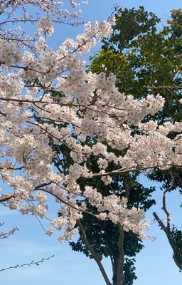 Ôn Nhu Chờ Đợi(NBN)