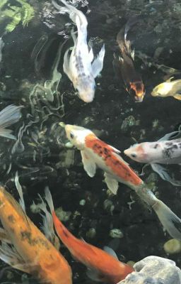 On2eus || thế nào mới là yêu?