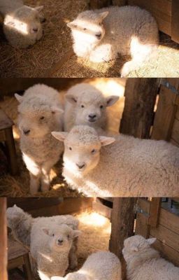 [One Short] Chim Nhỏ Trong Lồng Cũng Có Hơi Ấm Riêng