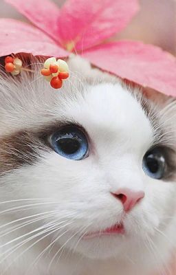 [Oneshot Jihan: Choàng tỉnh]