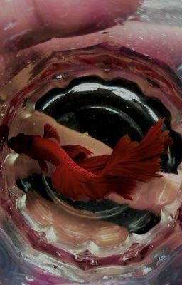 [Onran] Fish Tank