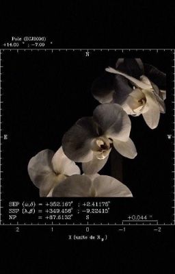 onran | piano và hoa trà trắng. 𓍢ִ𐙚