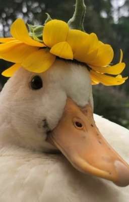 Peran | Có một con ngỗng chạy lông bông