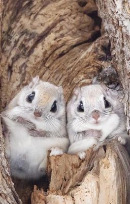 Peran- Nhầm lẫn?