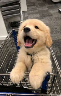 [ PerthSanta ] tình yêu như tô bún riêu.