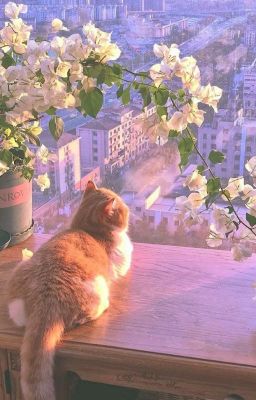 Plot, idea, trích đoạn,....