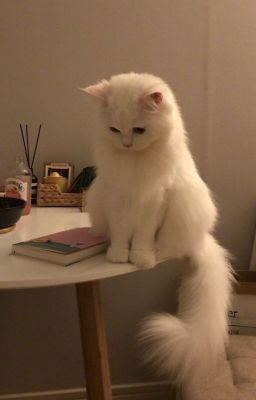 [QT]Vạn nhân mê ốm yếu mỹ nhân bắt được pháo hôi nhân thiết [ xuyên nhanh ]