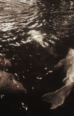 r18 | tarzran ♱ lối dẫn ♱ nhân ngư nguyệt mị 𓍢ִ𐙚