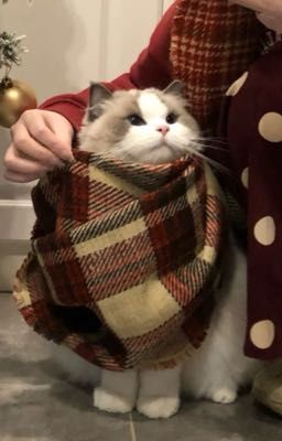 [RasTed] Thích gì viết nấy?