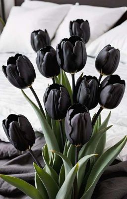 [Reup] Tulip Đen Huyền Bí