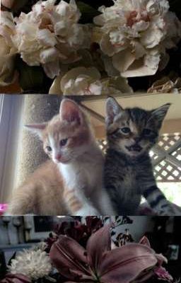 Rework⋆.𐙚 ̊ Clearable