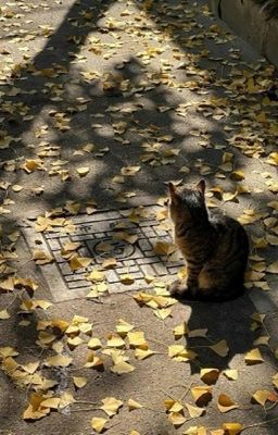 |RhyCap| Trốn tránh