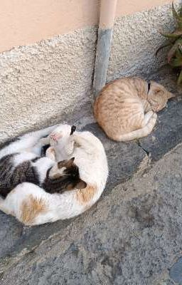 Robe varie di una gatto spillatrice