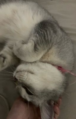 rượu việt nam