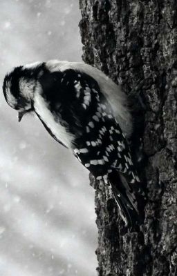 SabesxLee: Oiseau bleu sur fond de neige blanche 